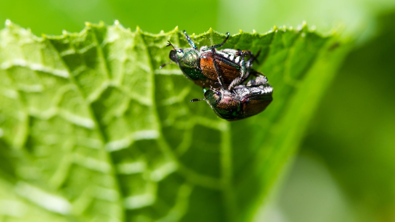 Japanese beetle — Image Credit: Melissa McMasters from Memphis, TN, United States - CC BY 2.0/Wiki Commons
