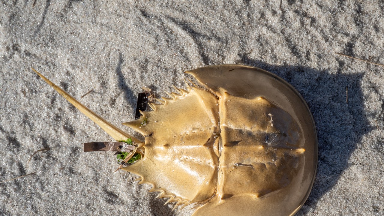 Horseshoe crab — Image Credit: Rhododendrites - CC BY-SA 4.0/Wiki Commons