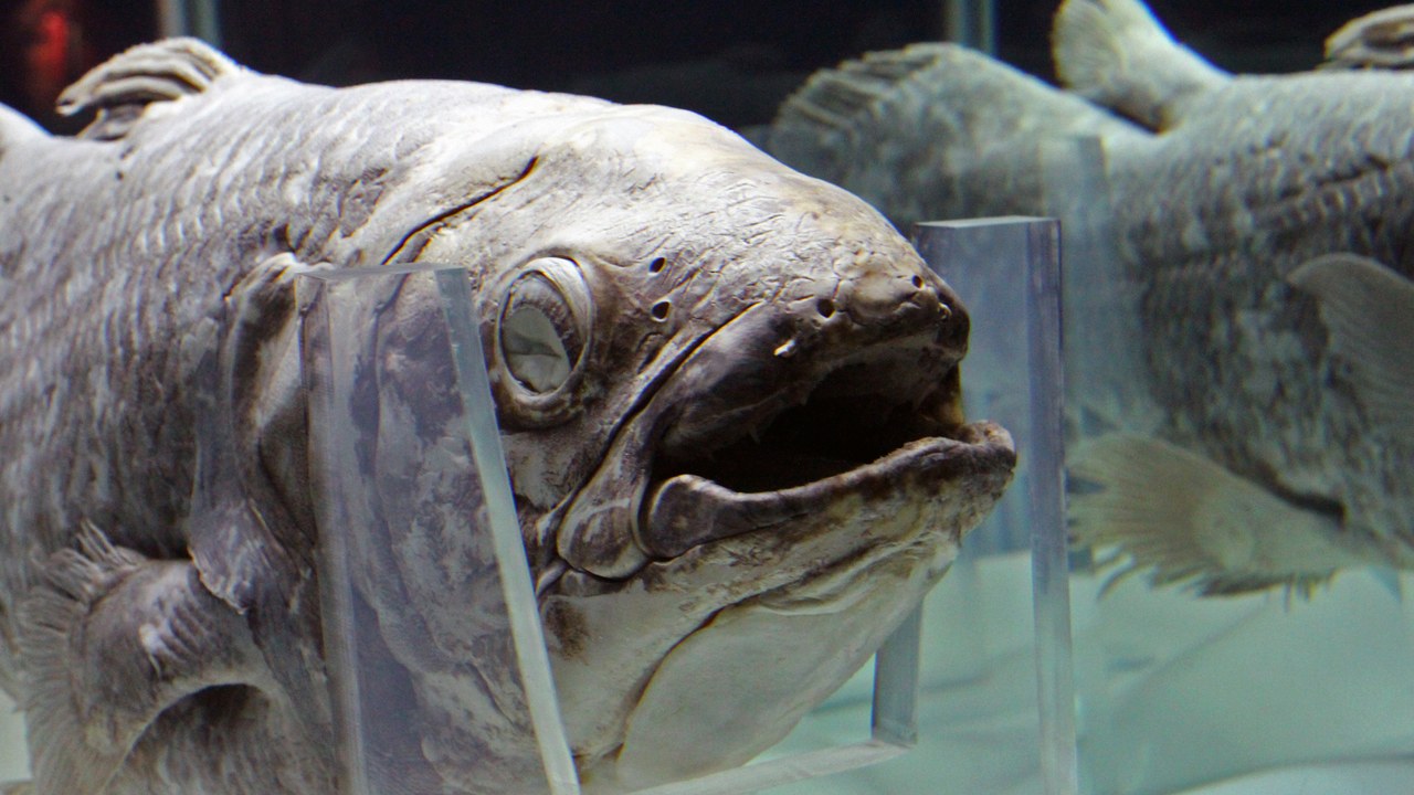 Coelacanth — Image Credit: Amelia Guo - CC BY 3.0/Wiki Commons