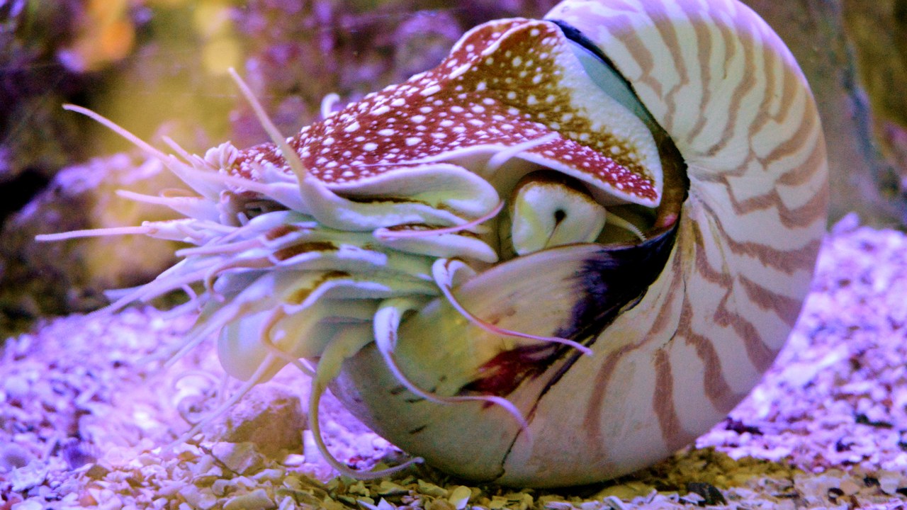 Chambered nautilus — Image Credit: Mmargutierrez - CC BY-SA 4.0/Wiki Commons