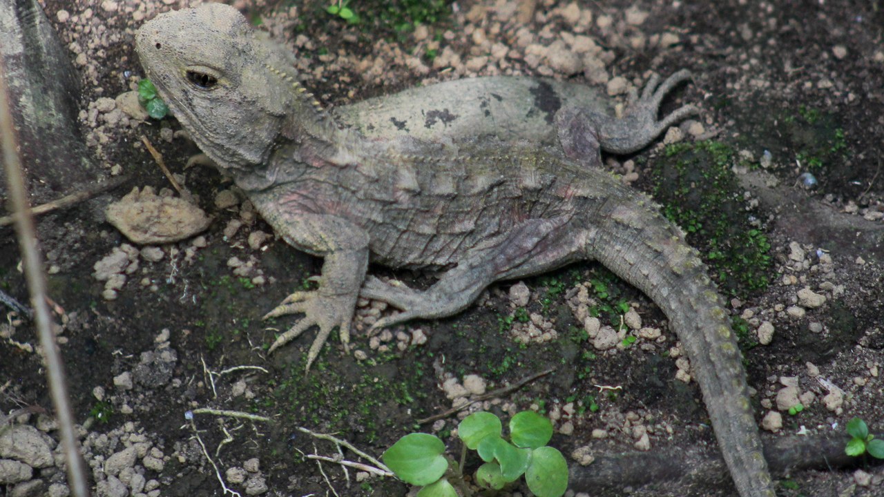 Tuatara — Image Credit: Nil NZ - CC BY-SA 4.0/Wiki Commons