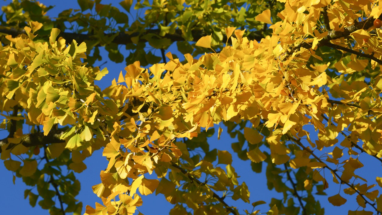 Ginkgo — Image Credit: Franz van Duns - CC BY-SA 4.0/Wiki Commons