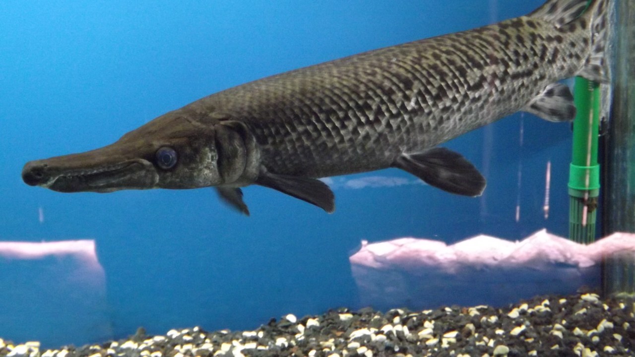 Alligator gar — Image Credit: SuperJew - CC BY-SA 3.0/Wiki Commons