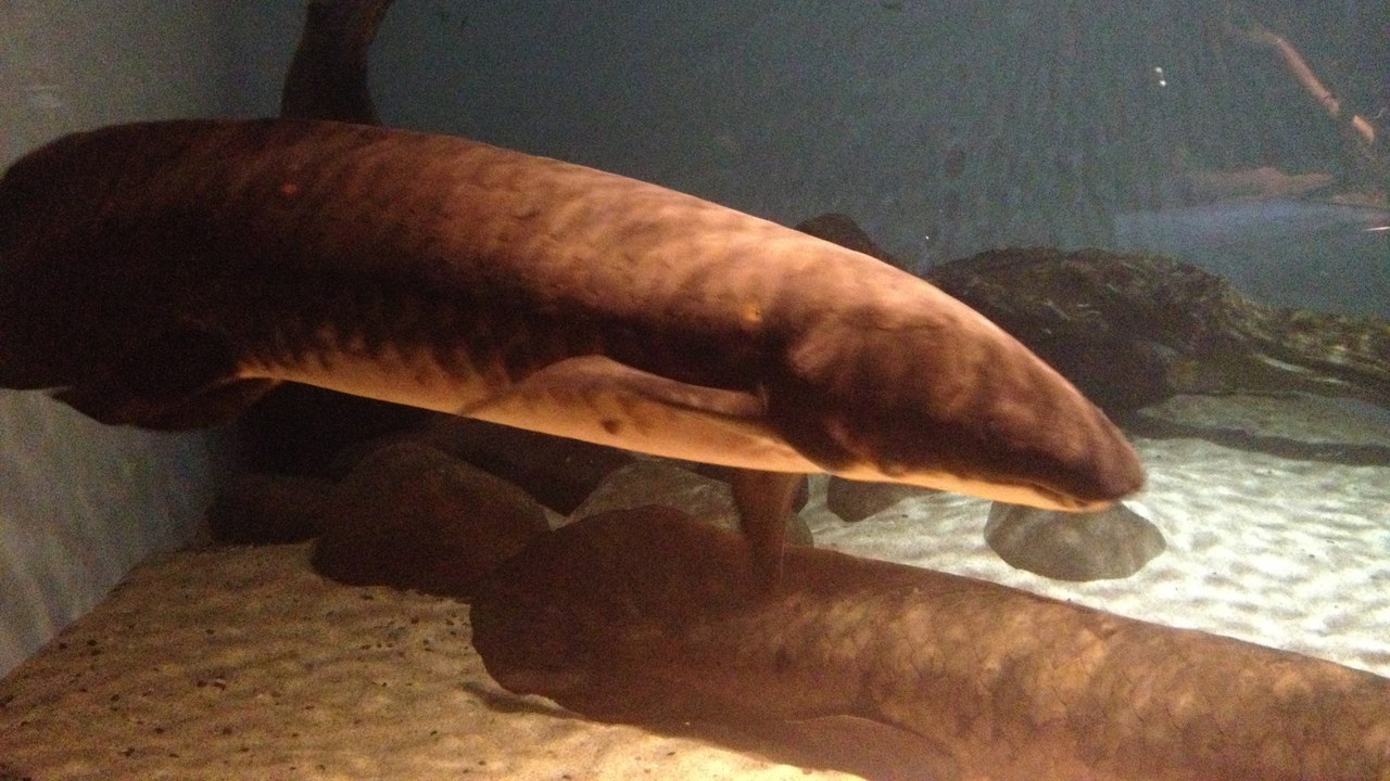 Australian lungfish — Image Credit: User:Violetto mm - CC BY-SA 3.0/Wiki Commons