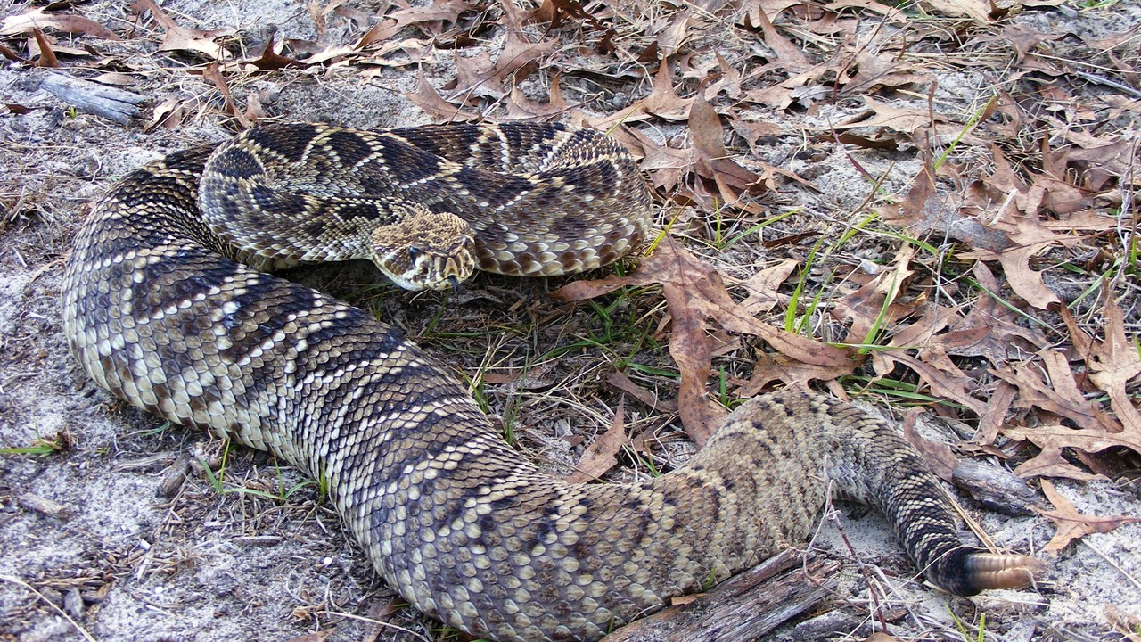 Eastern diamondback rattlesnake — Image Credit: Snakecollector - CC BY 2.0/Wiki Commons