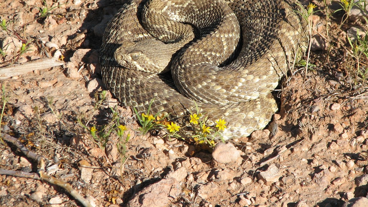 Mojave rattlesnake — Image Credit: BLM Nevada - Public domain/Wiki Commons