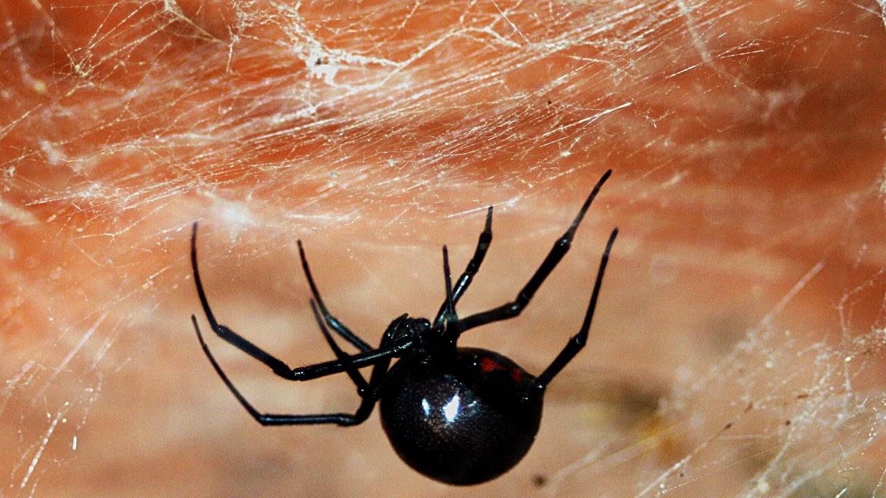 Western black widow — Image Credit: Brocken Inaglory - CC BY-SA 3.0/Wiki Commons
