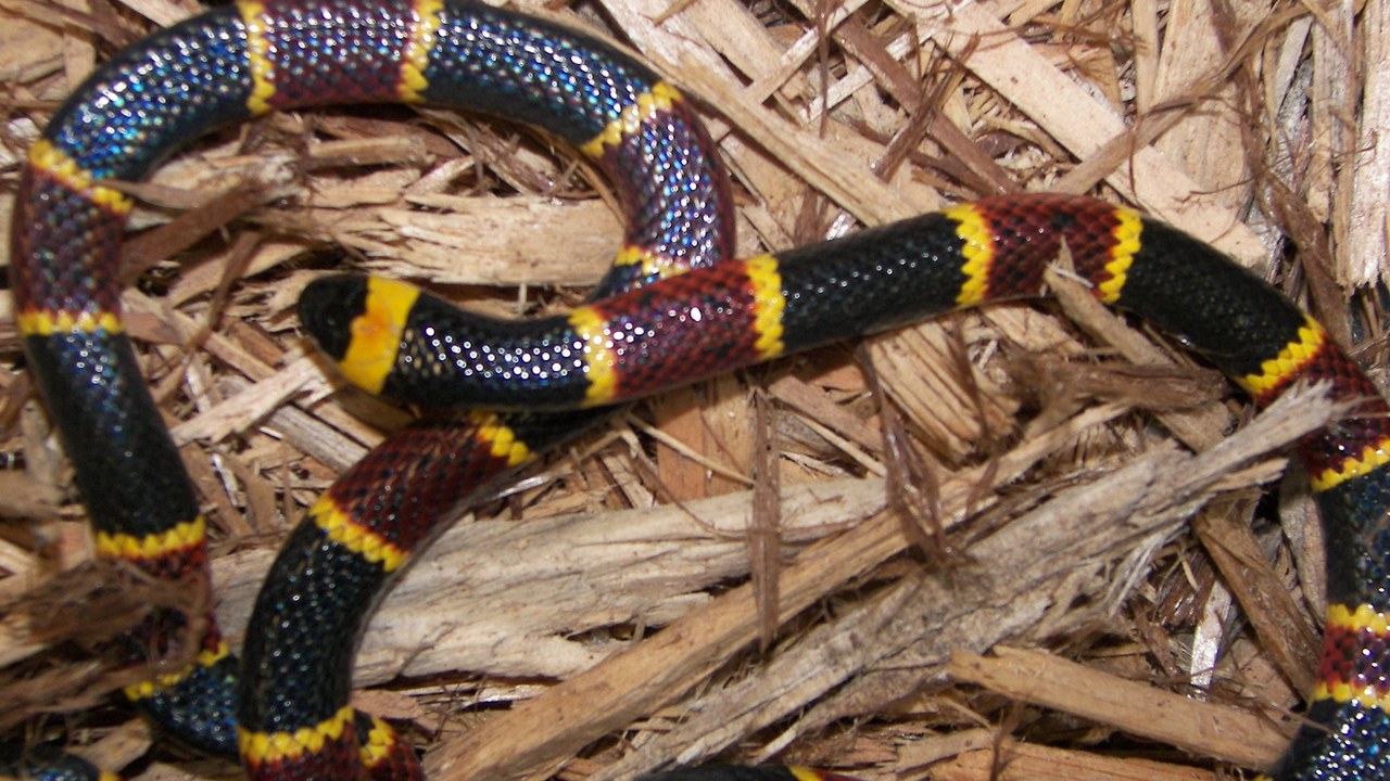 Eastern coral snake — Image Credit: John - CC BY 2.0/Wiki Commons