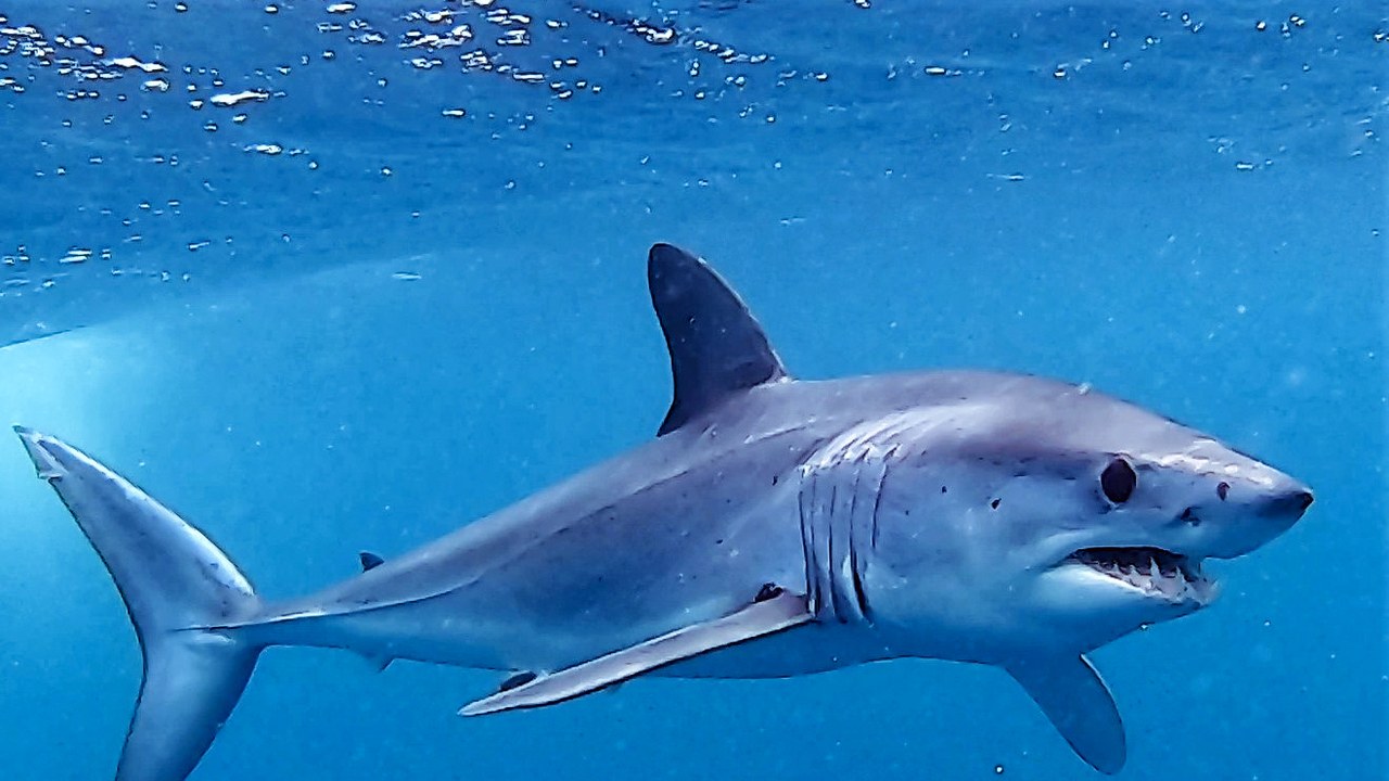Shortfin mako shark — Image Credit: Fábio Olmos - CC BY 4.0/Wiki Commons