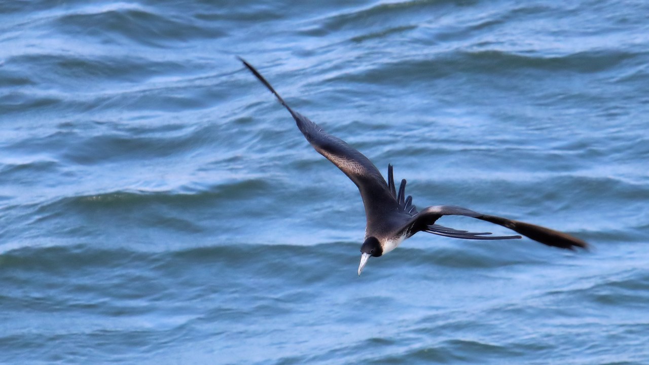 Frigatebird — Image Credit: ImagePerson - CC BY-SA 4.0/Wiki Commons