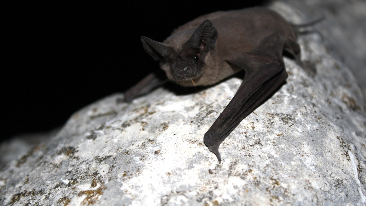 Brazilian free-tailed bat — Image Credit: U.S. Fish and Wildlife Service Headquarters - Public domain/Wiki Commons