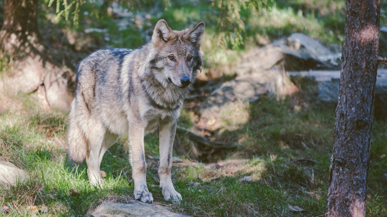 Gray wolf — Image Credit: Unknown author/