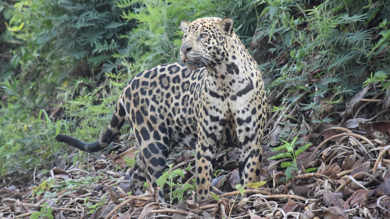 Jaguar — Image Credit: Mark Bolnik - CC BY 4.0/Wiki Commons