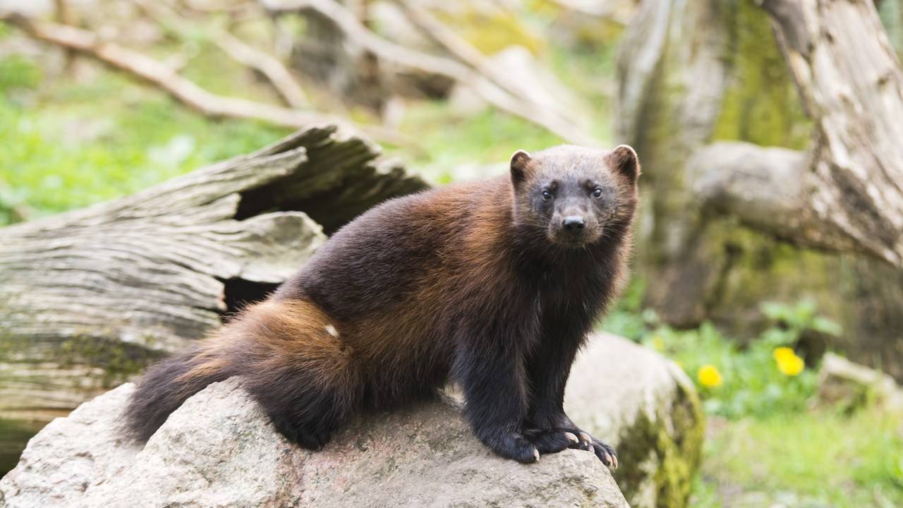 Wolverine — Image Credit: Jonathan Othén - CC BY-SA 4.0/Wiki Commons