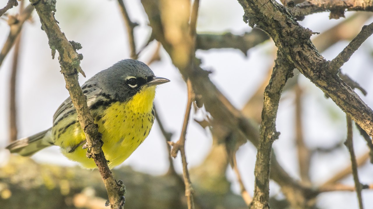 Kirtland's Warbler — Image Credit: Andrew C - CC BY 2.0/Wiki Commons