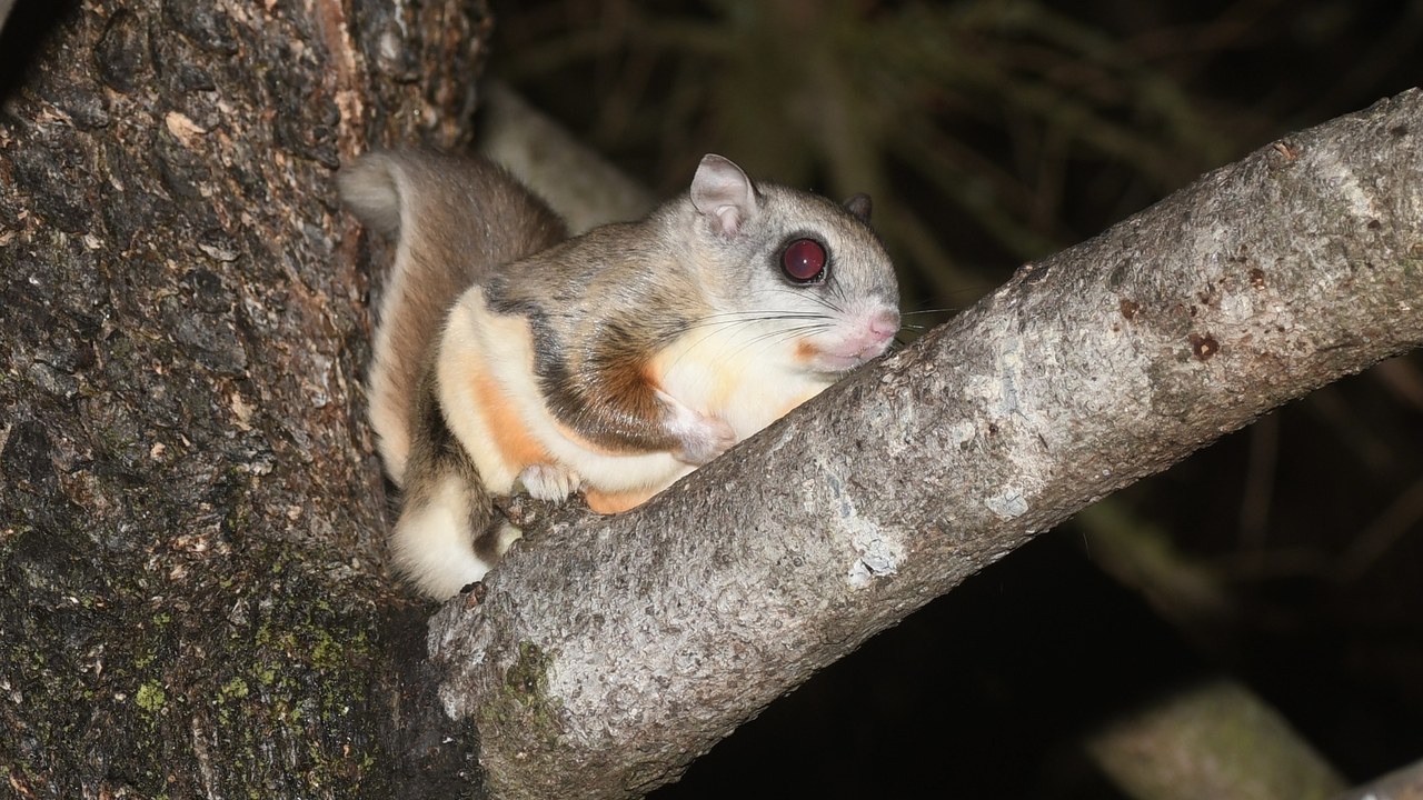 Flying squirrel — Image Credit: Henrique Pacheco - CC BY 4.0/Wiki Commons