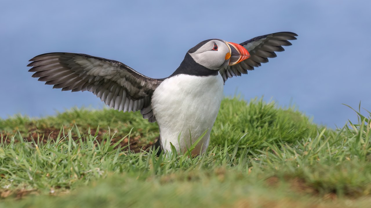 Atlantic puffin — Image Credit: Romaniviatores - CC BY-SA 4.0/Wiki Commons
