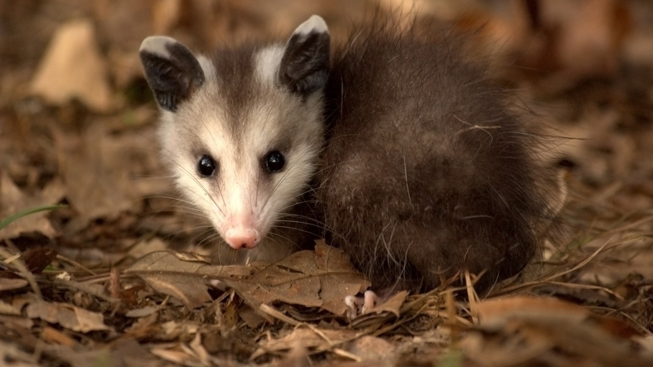 Virginia opossum — Image Credit: Liam Wolff at English Wikipedia - FAL/Wiki Commons