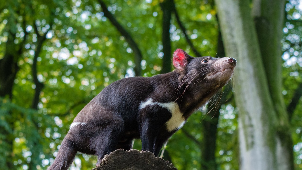 Tasmanian devil — Image Credit: Mathias Appel - CC0/Wiki Commons