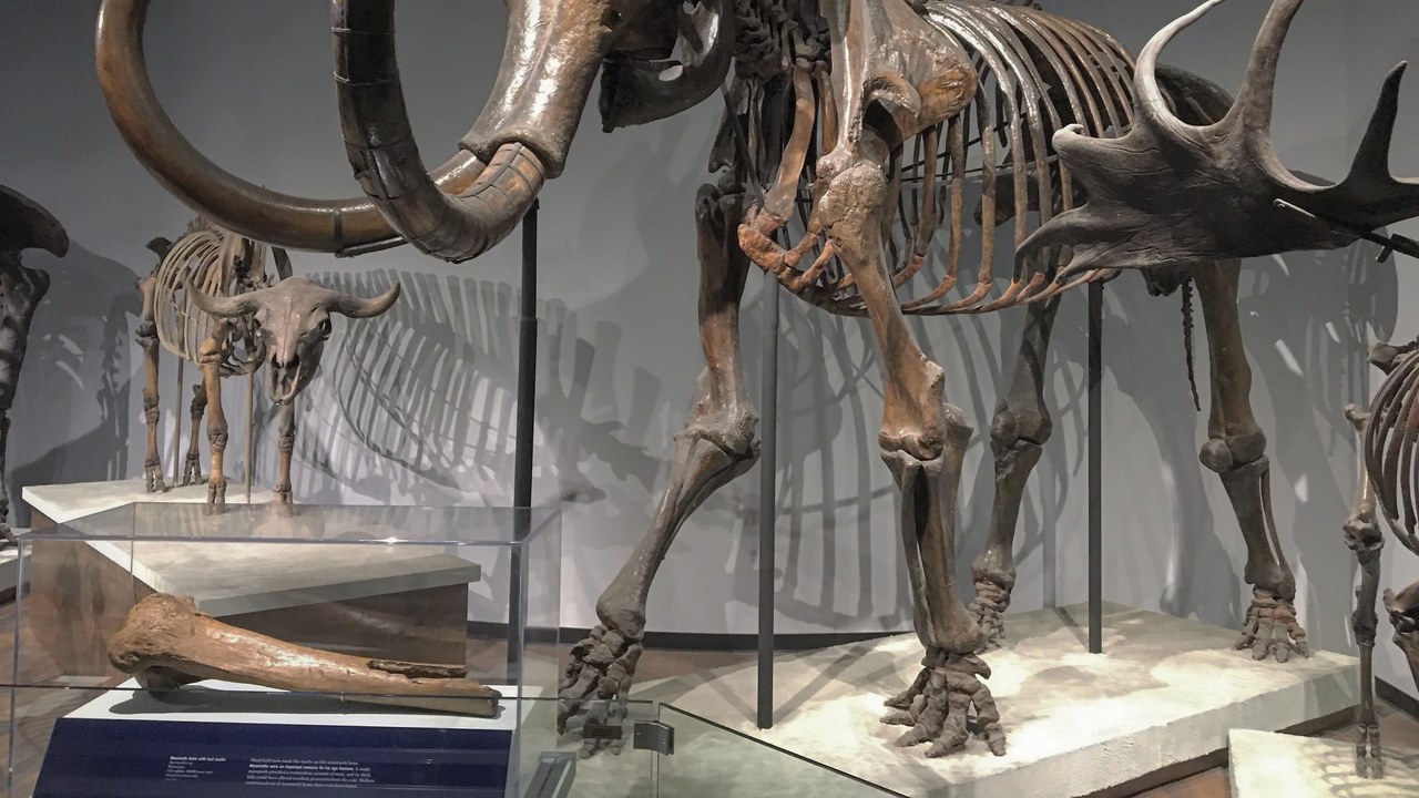 Woolly mammoth — Image Credit: Zissoudisctrucker - CC BY-SA 4.0/Wiki Commons