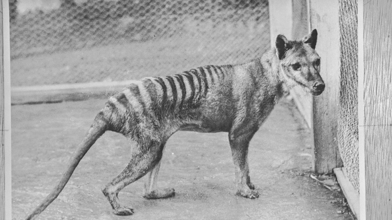 Thylacine (Tasmanian tiger) — Image Credit: Ben Sheppard - Public domain/Wiki Commons