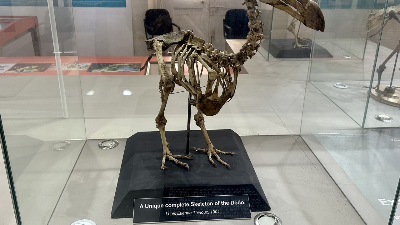 Dodo — Image Credit: Richard N Horne - CC BY 4.0/Wiki Commons
