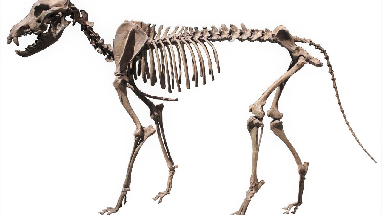 Dire wolf — Image Credit: Momotarou2012 - CC BY-SA 3.0/Wiki Commons