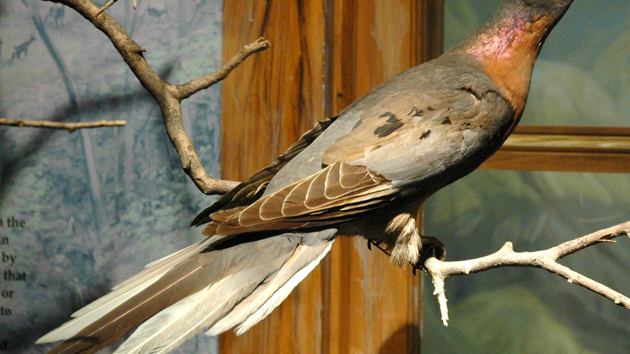 Passenger pigeon — Image Credit: James St. John - CC BY 2.0/Wiki Commons