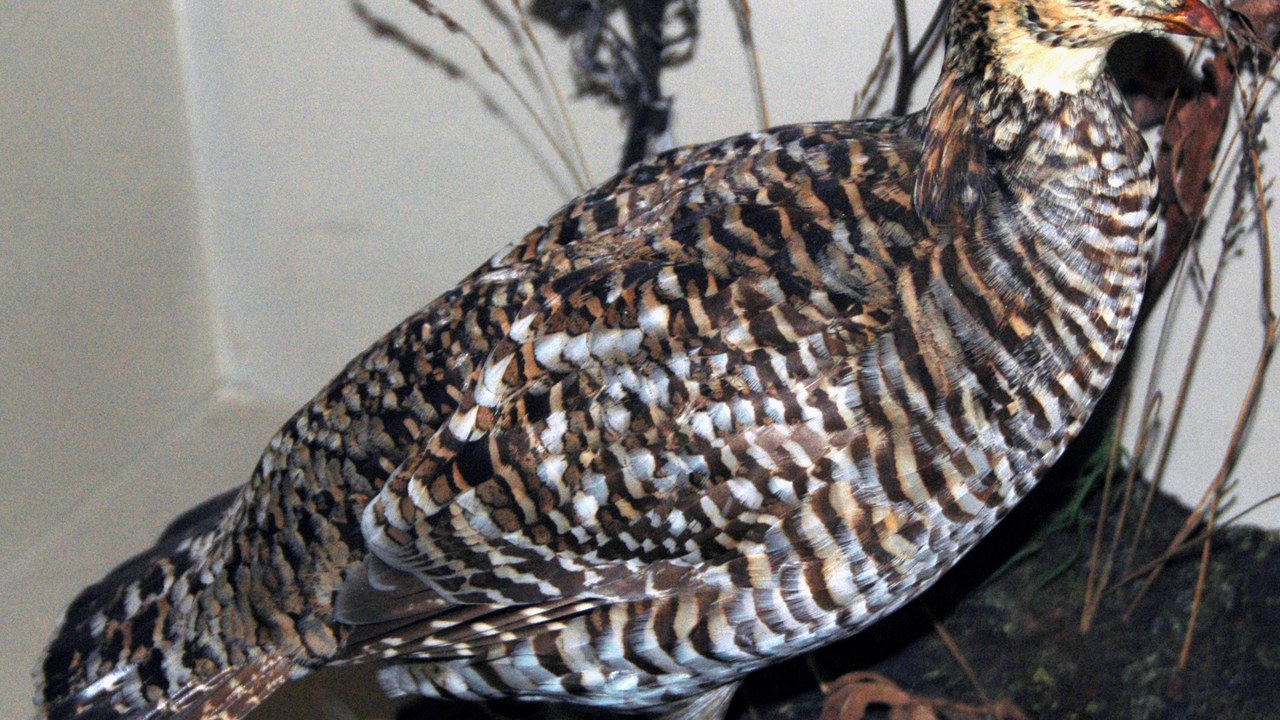 Heath hen — Image Credit: James St. John - CC BY 2.0/Wiki Commons