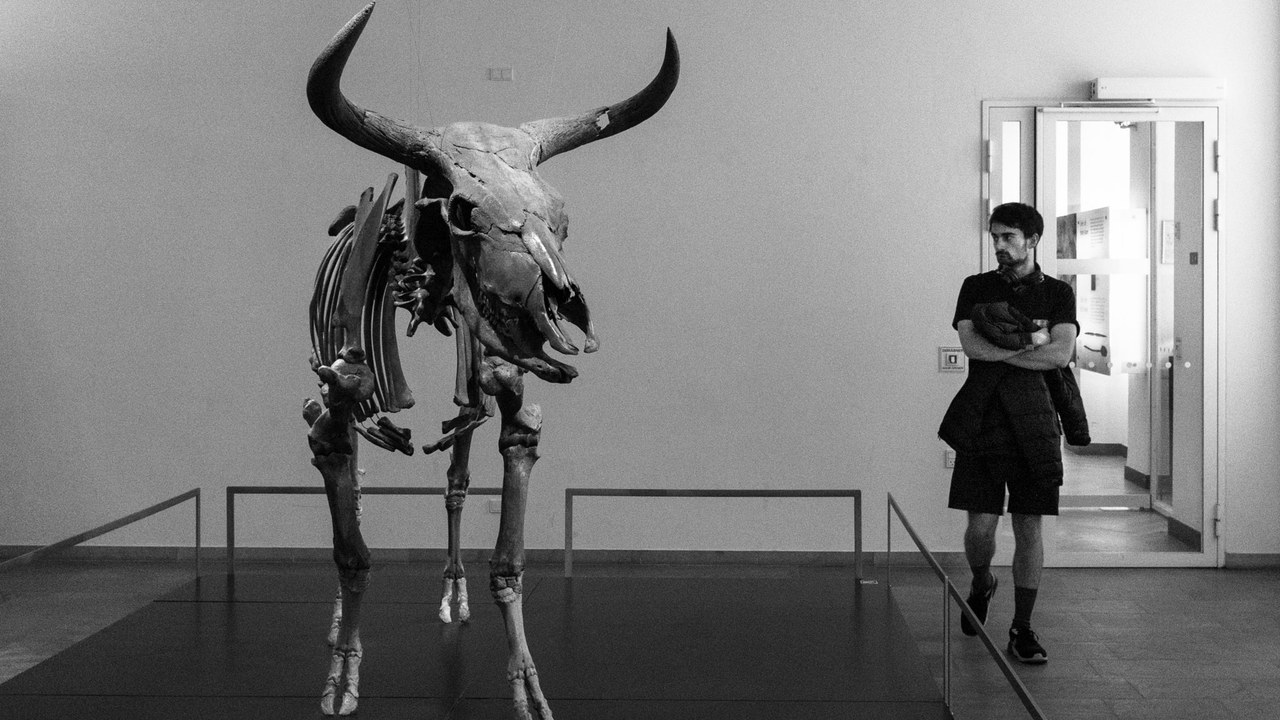Aurochs — Image Credit: Daniele Zanni - CC BY 3.0/Wiki Commons