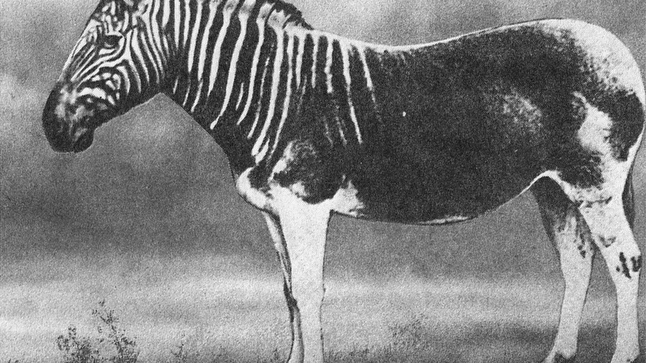 Quagga — Image Credit: F. York - Public domain/Wiki Commons
