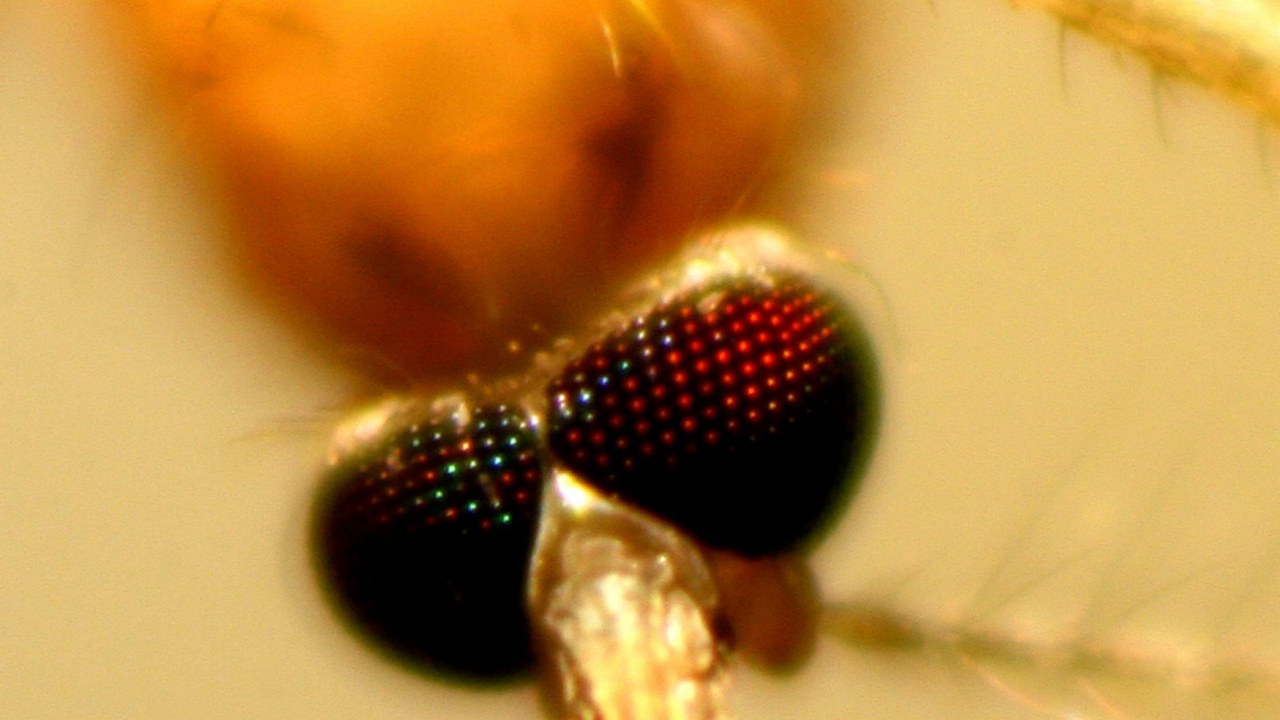 Mosquito — Image Credit: Siamaksabet - CC BY-SA 3.0/Wiki Commons