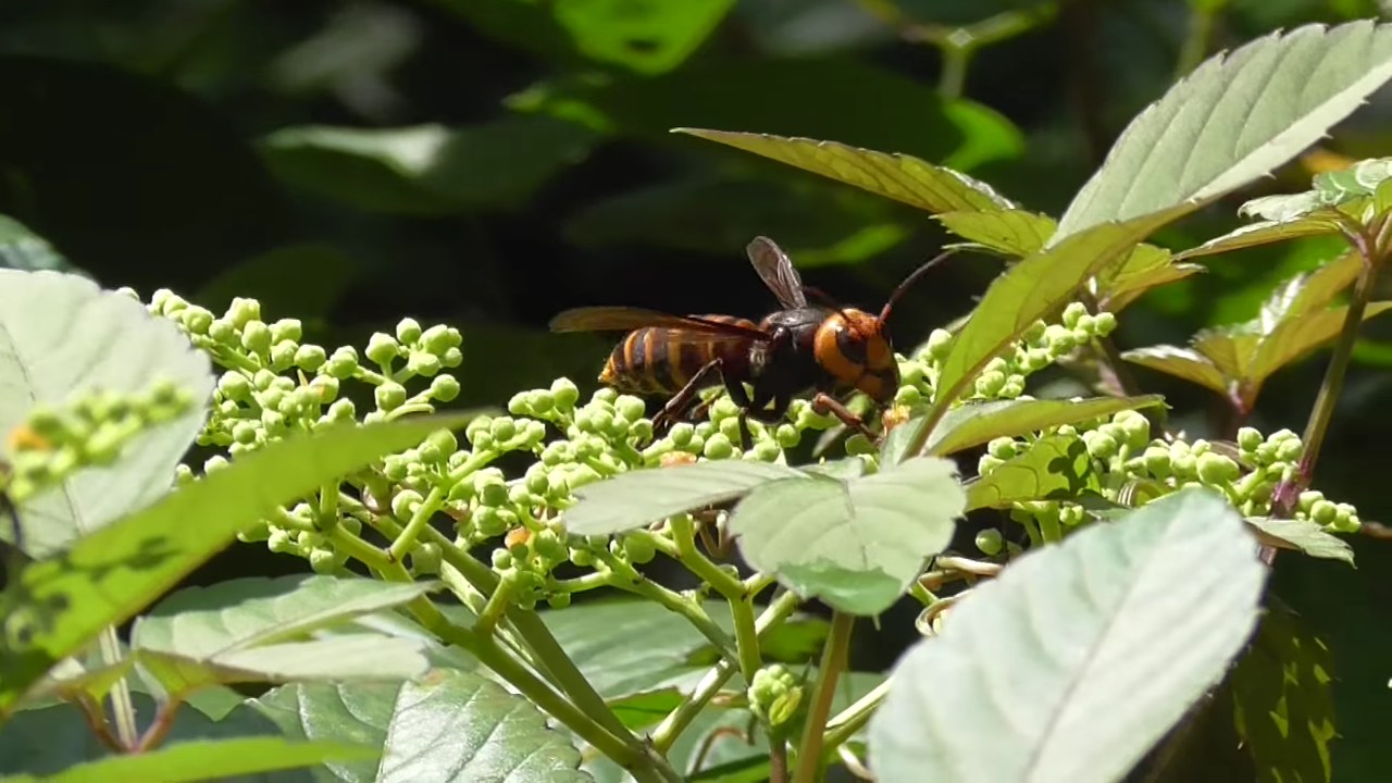 Asian giant hornet — Image Credit: The Nature Box - CC BY 4.0/Wiki Commons