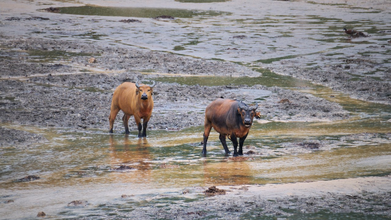 Cape buffalo — Image Credit: JosepMGracia - CC BY-SA 4.0/Wiki Commons