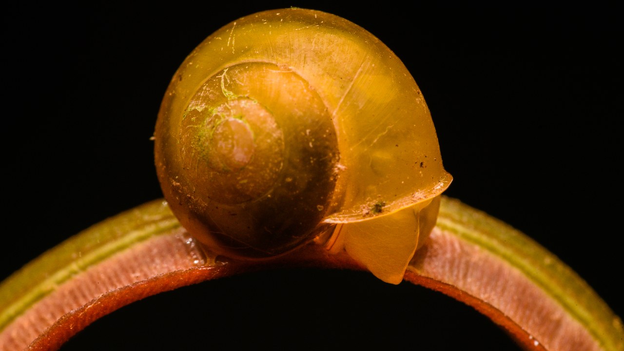 Freshwater snail — Image Credit: Emman Asuncion Foronda - CC BY-SA 4.0/Wiki Commons