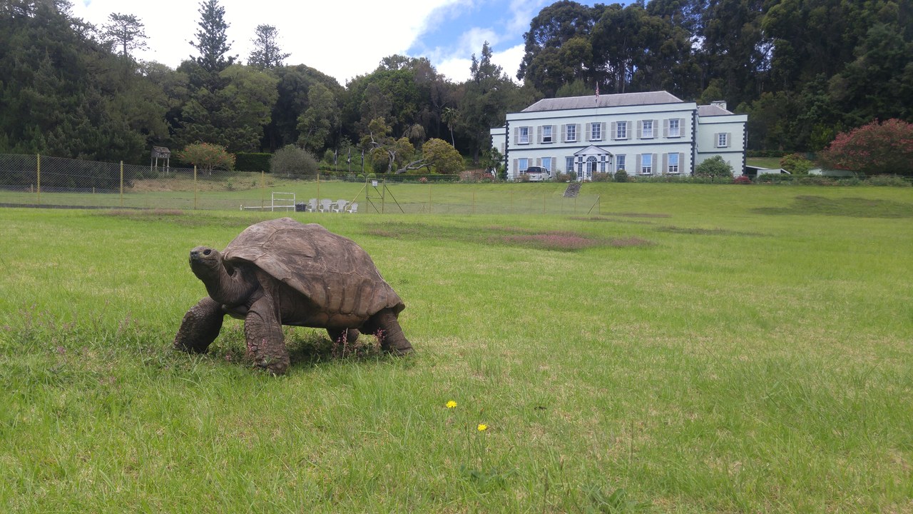 Jonathan the tortoise — Image Credit: Kevstan - CC BY-SA 4.0/Wiki Commons