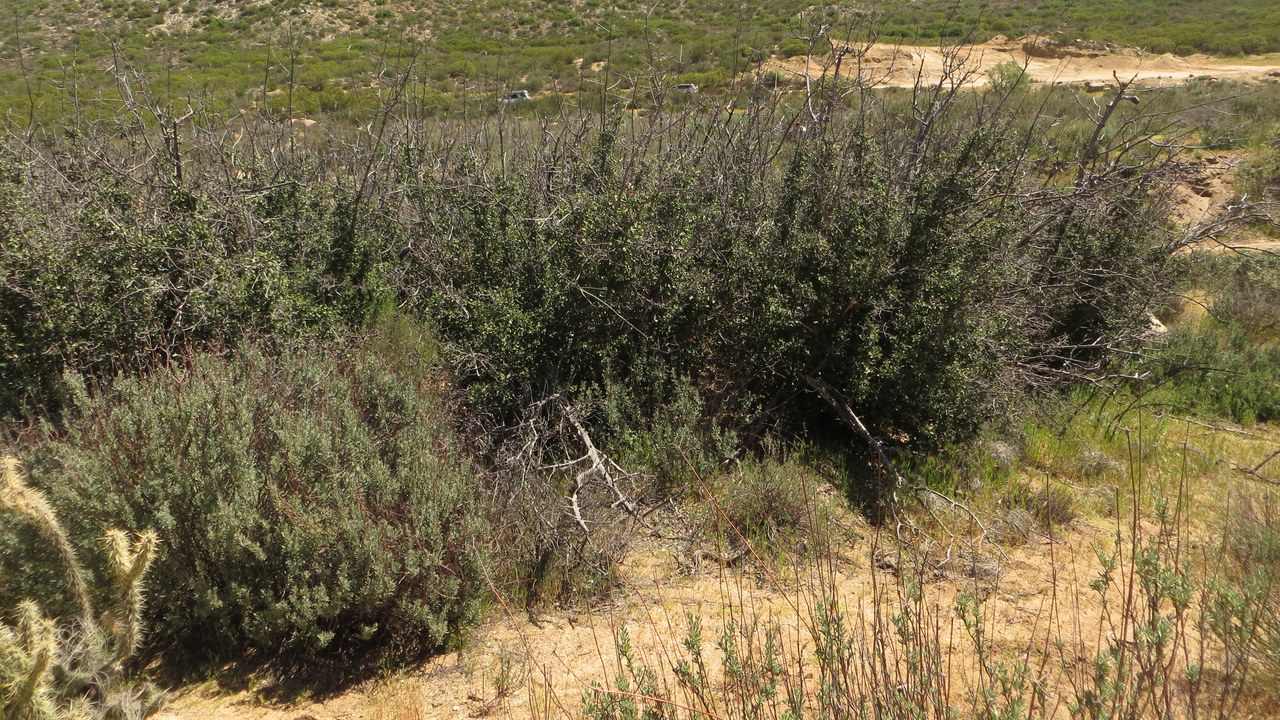 Jurupa Oak — Image Credit: Tentaculata - CC BY-SA 4.0/Wiki Commons