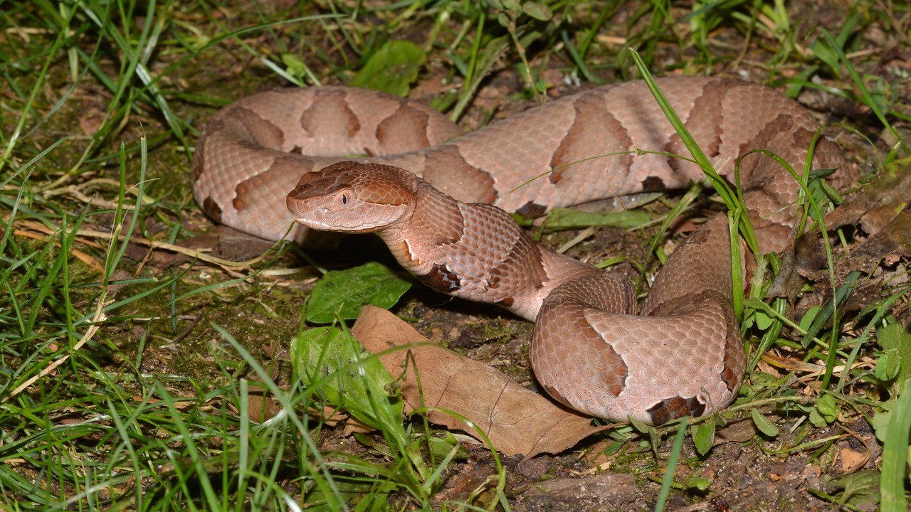 Copperhead — Image Credit: Andy Reago & Chrissy McClarren - CC BY 2.0/Wiki Commons
