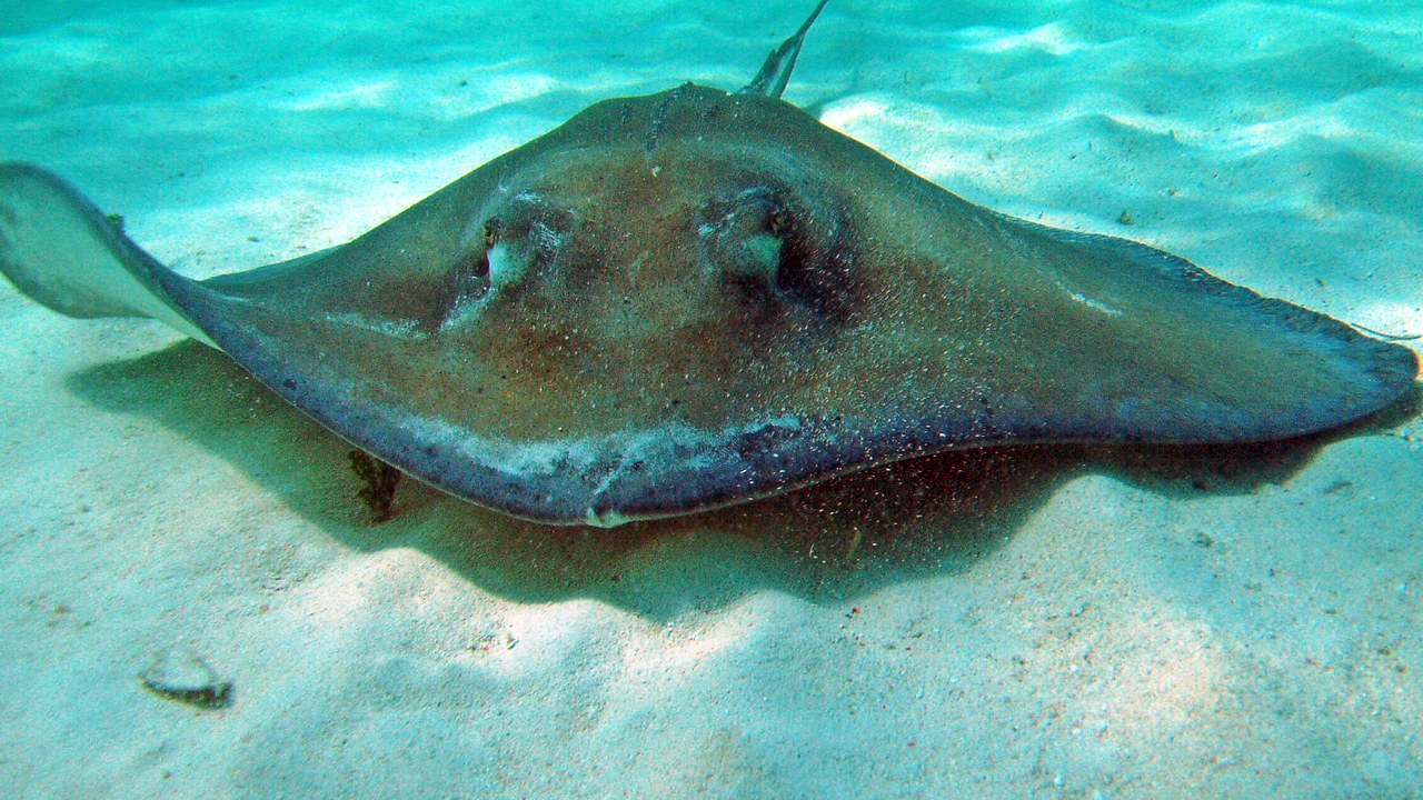 Southern stingray — Image Credit: James St. John - CC BY 2.0/Wiki Commons