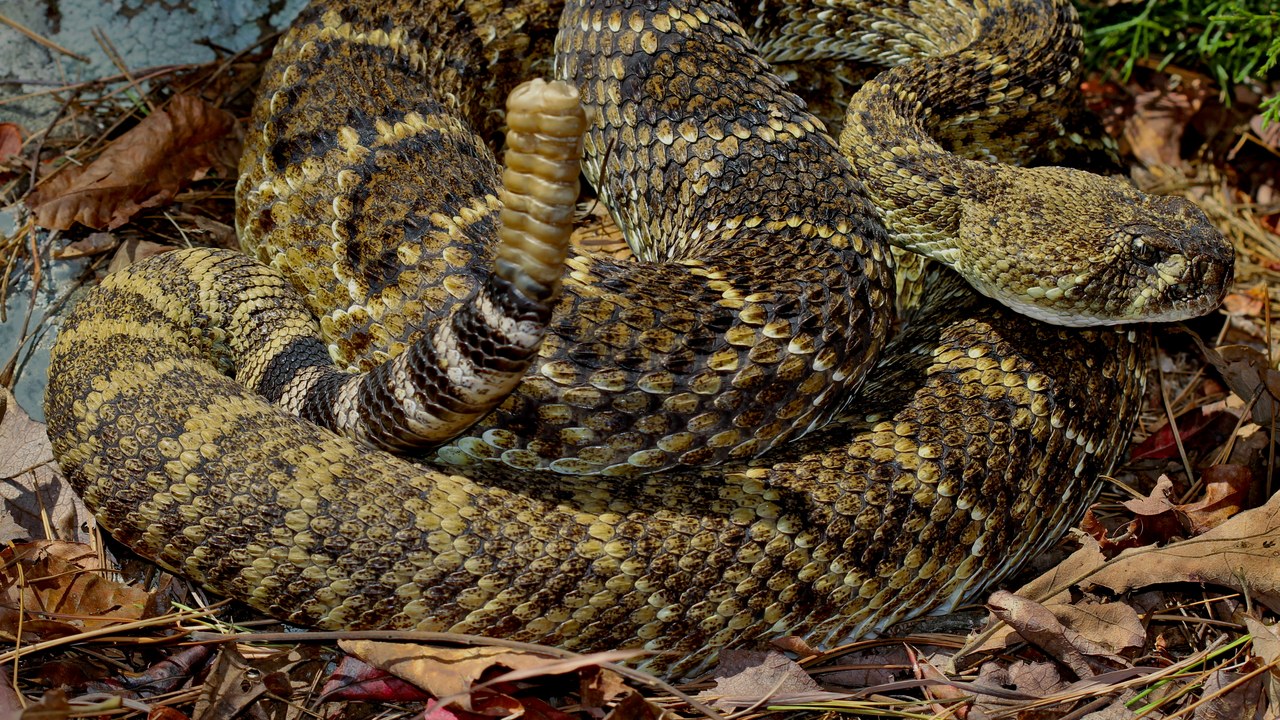Western diamondback rattlesnake — Image Credit: Peter Paplanus - CC BY 2.0/Wiki Commons