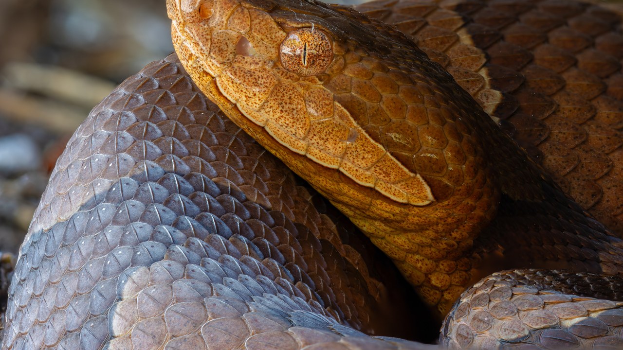 Copperhead — Image Credit: User:Rstanton13 - CC BY-SA 4.0/Wiki Commons