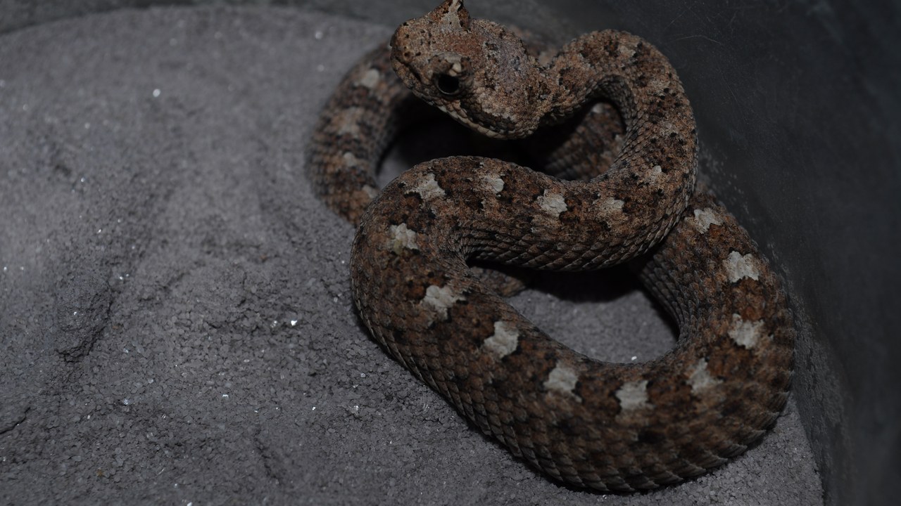 Sidewinder — Image Credit: Maximilian Paradiz from Amsterdam, Netherlands - CC BY 2.0/Wiki Commons