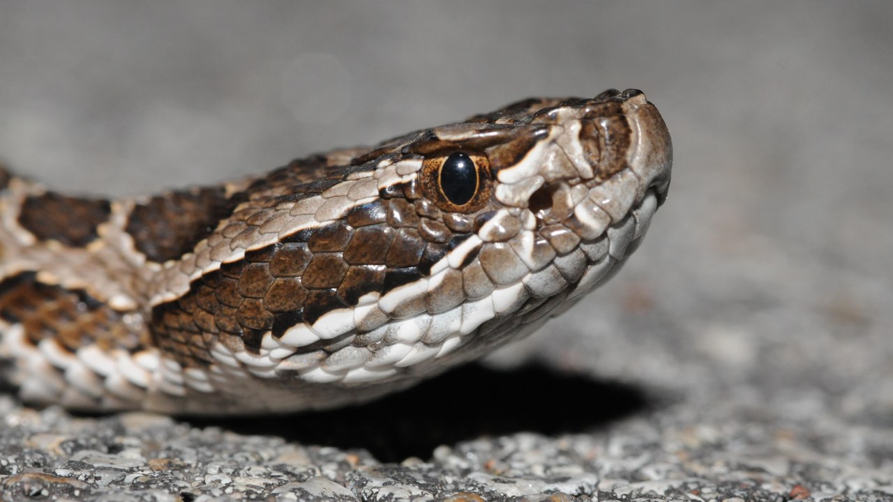 Massasauga — Image Credit: Aaron Goodwin - CC BY-SA 3.0/Wiki Commons