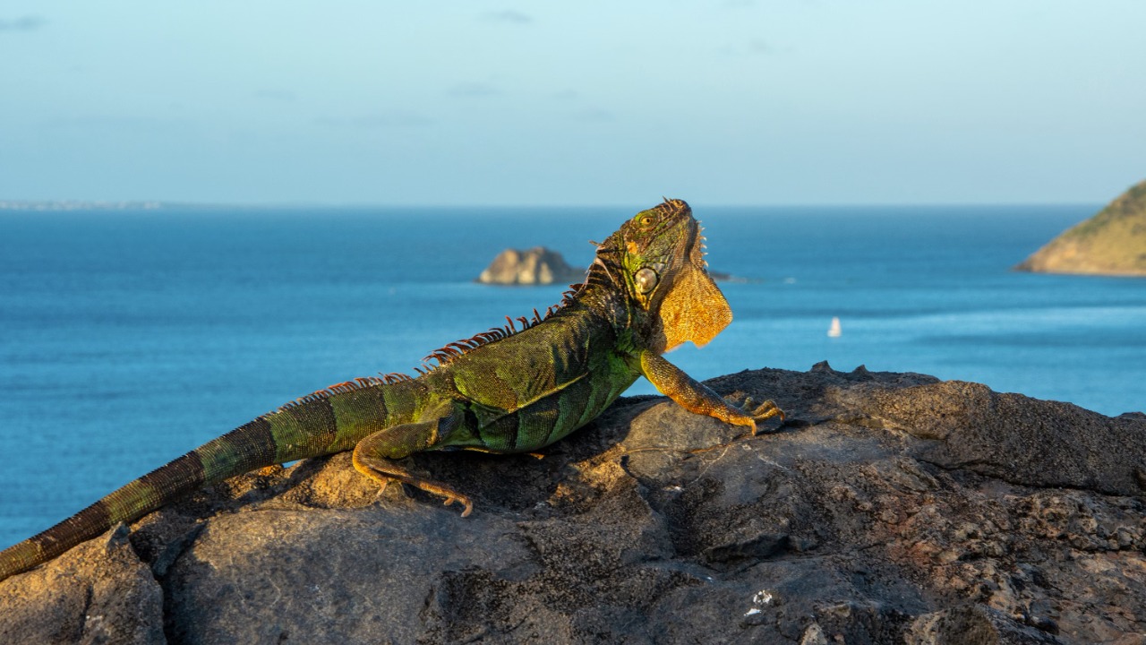 Green iguana — Image Credit: mermoz lionel/Pexels