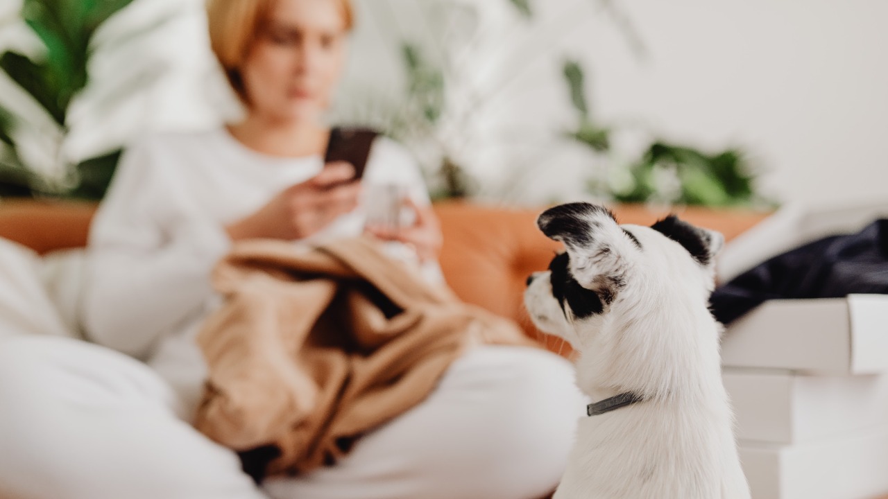 Dog — Image Credit: https://kaboompics.com//Pexels