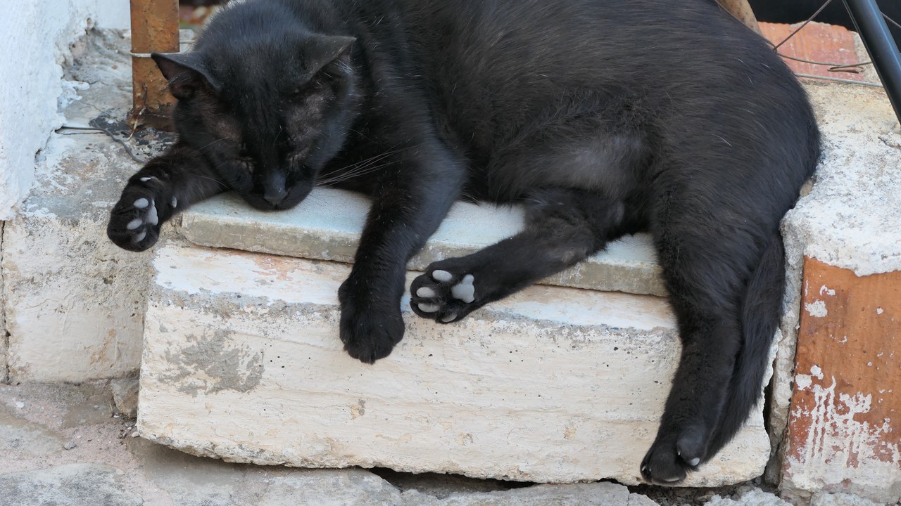 Black cat — Image Credit: Petro Stelte - CC BY-SA 4.0/Wiki Commons