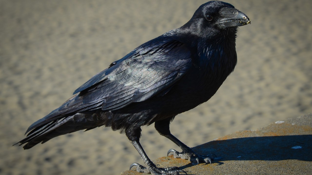 Common raven — Image Credit: Franco Folini from San Francisco, USA - CC BY-SA 2.0/Wiki Commons