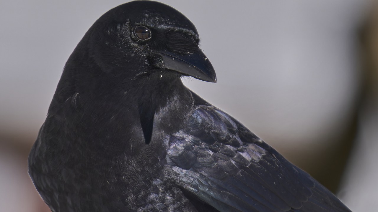 American crow — Image Credit: Paul Danese - CC BY-SA 4.0/Wiki Commons