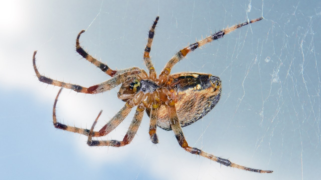 Spider — Image Credit: Michael Gäbler - CC BY-SA 3.0/Wiki Commons