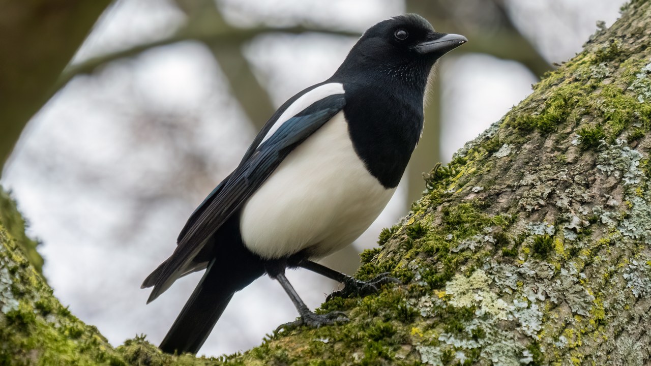 Eurasian magpie — Image Credit: Rhododendrites - CC BY-SA 4.0/Wiki Commons